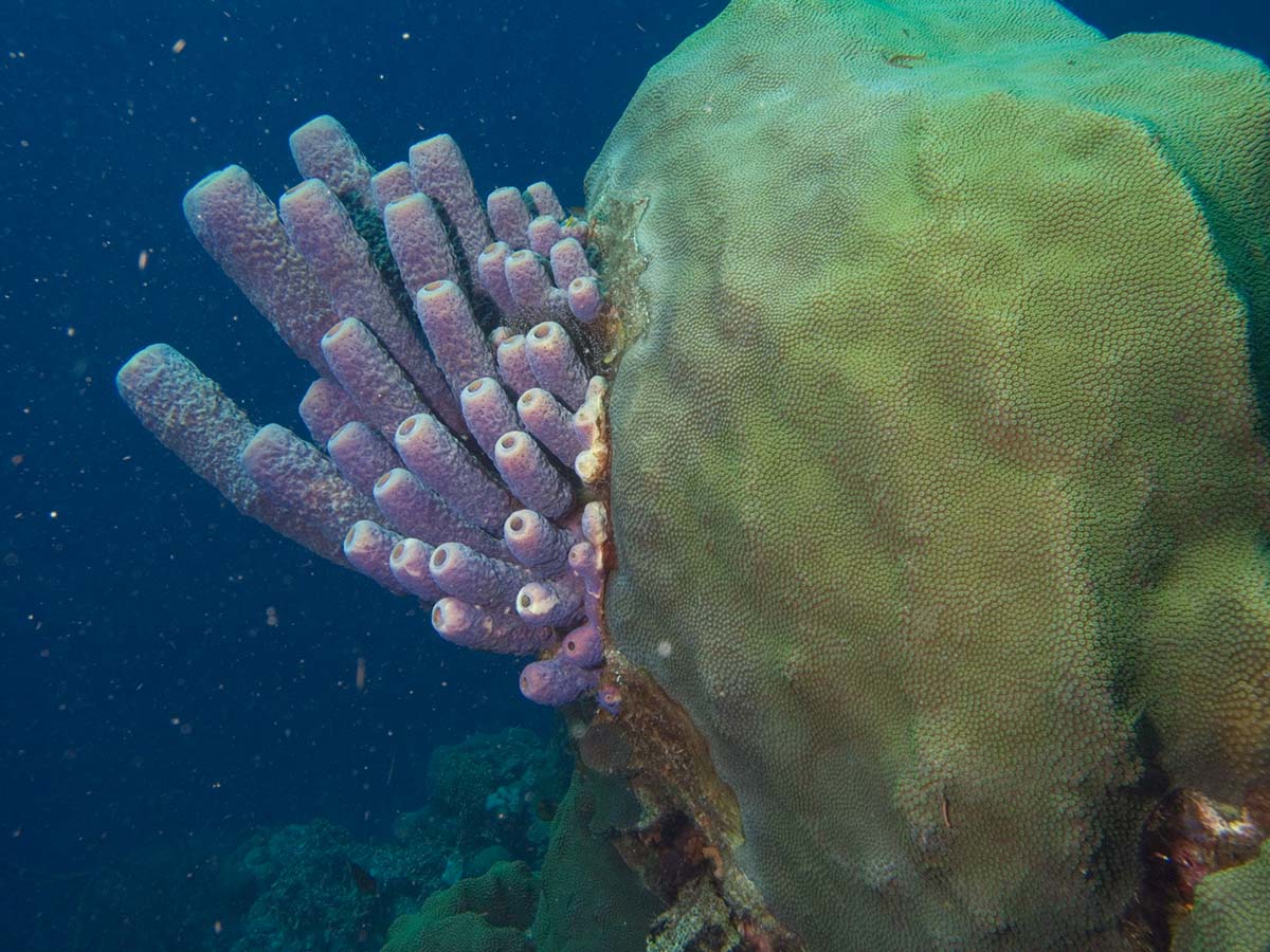 gal/Bonaire 2006/Sponges(Joe)5x3.jpg